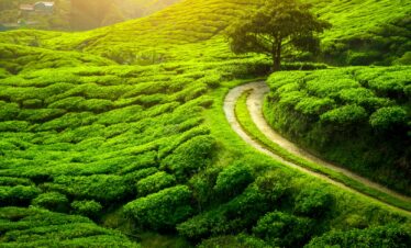 Darjeeling Tour Package  – 2 night / 3 days